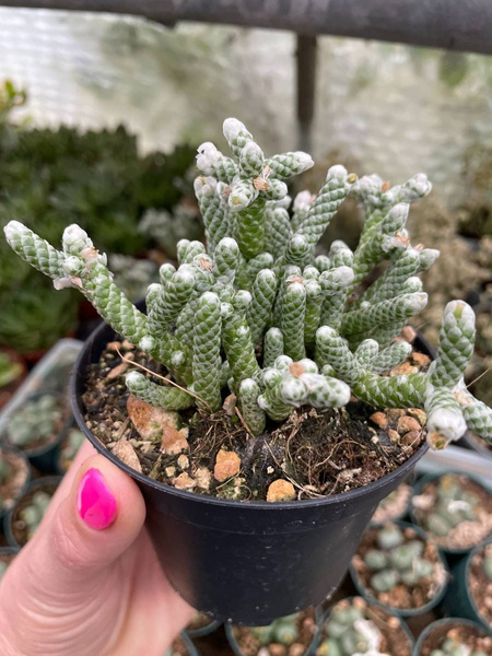 Avonia albissima