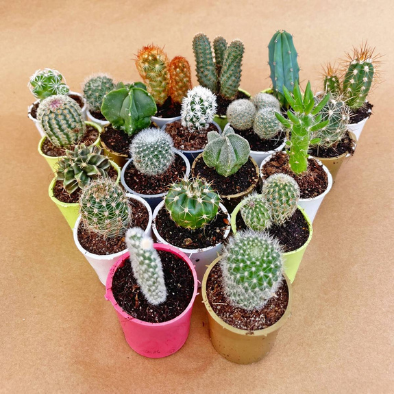 Zestaw 20 różnych kaktusów MINI