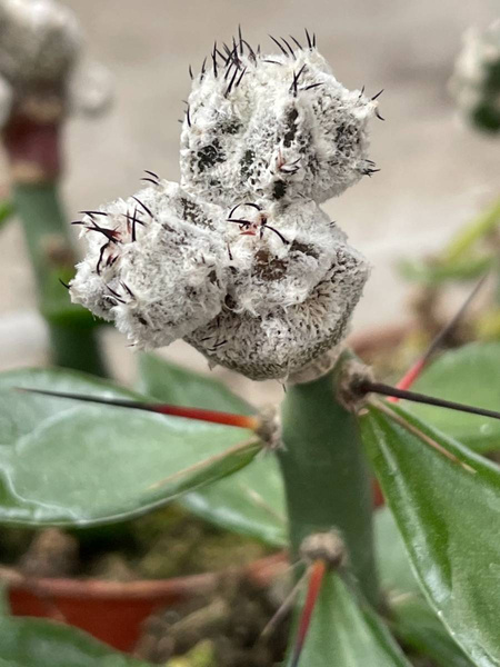 Astrophytum myriostigma 'Snow' x A.ornatum 