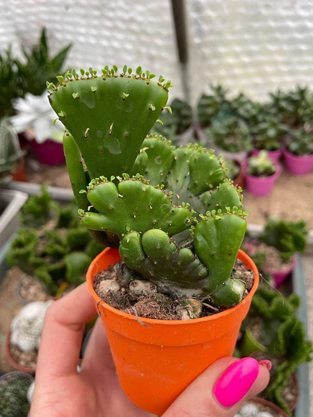 Euphorbia leucodendron 'Cristata' 