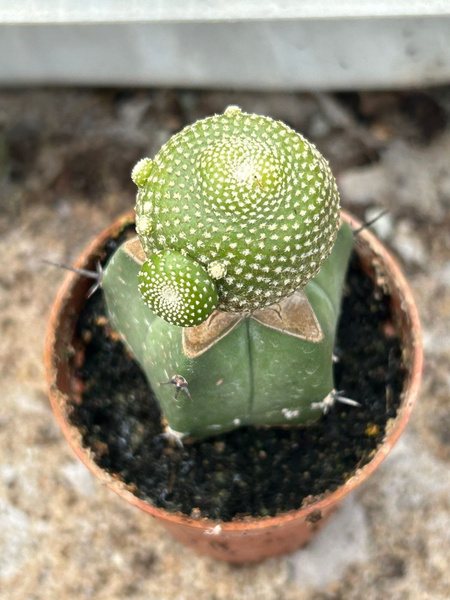 Blossfeldia liliputana