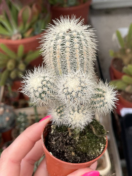 Echinocereus albispinus