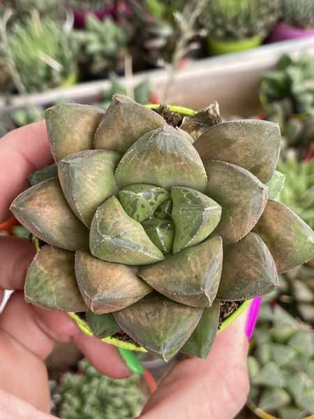 Haworthia sp. 'Variegata' 