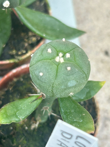 Lophophora diagonalis NOWOŚĆ !