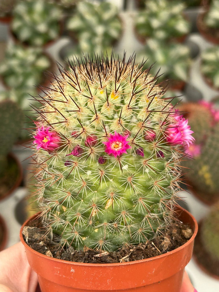 mammillaria supraflumen 'Variegata' 