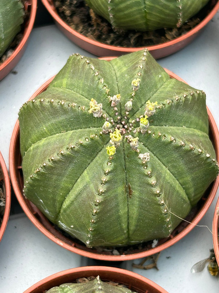 Euphorbia obesa