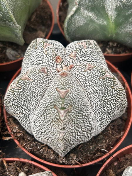 Astrophytum myriostigma 'Onzuko'