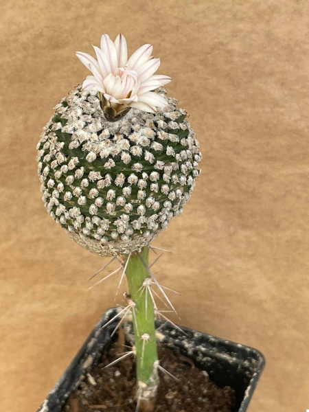 Turbinicarpus valdezianus v.albiflorus 