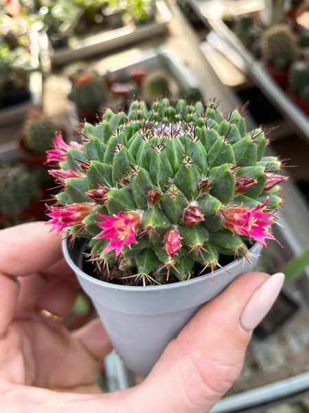 MAMMILLARIA MYSTAX