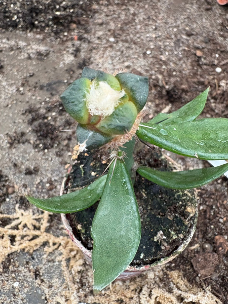 Ariocarpus fissuratus v.lloydii 